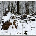 雪景 2013 - 17