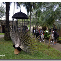 印尼峇厘島-天堂鳥園