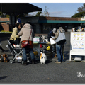 日本東京昭和紀念公園