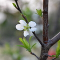 春花朵朵開