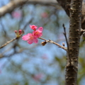 春花朵朵開