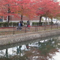 京都岡崎的銀杏與楓紅