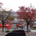 京都岡崎的銀杏與楓紅