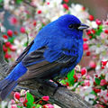 Bluebird藍知更鳥