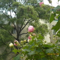 香椿樹與木芙蓉