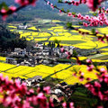 江西婺源被譽為「中國最美的鄉村」，婺源最美的季節是油菜花開放的時候。

武漢大學賞櫻。

黃山腳下，3月中旬至清明節是油菜花的旺花期