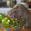 貓吃水果