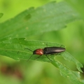    螢火蟲 
   學名：Lampyridae
   屬於肉食性，最常吃是蝸牛。