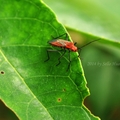    紅姬緣椿象
   學名：Leptocoris augur
   台語俗稱《臭腥龜仔》體長1.7～2.5公分