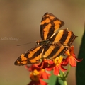 寬紋黃三線蝶