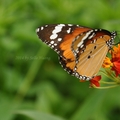    樺斑蝶
   學名:Danaus  Chrysippus 
   棲息於平地或低海拔山區
   展翅 身長約50~65mm