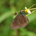    端紫斑蝶
   學名: Euploea mulciber
   棲息於平地至中低海拔山區
   展翅身長約75~95mm