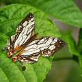   石牆蝶
   學名: Cyrestis Thyodamas  
   分布在平地與低海拔山區
   展翅約為 50-60mm