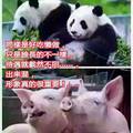 網路照片:豬與貓熊
