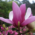 網路照片: 紫玉蘭花