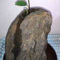 501014石頭樹
