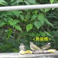 2013-04-21 白頭翁觀察 教幼鳥 覓地 覓食