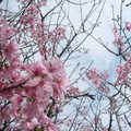 春花綻
