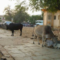 印度捷布(Jaipur)街頭巷尾6