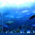 海底互動船&海底餐廳