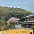 城山櫻公園