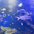 京都水族館