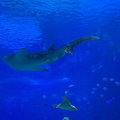 海洋奇觀鯨鯊館