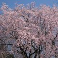 東京六藝園~滿開的枝垂櫻12