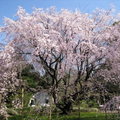 東京六藝園~滿開的枝垂櫻11