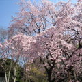 東京六藝園~滿開的枝垂櫻10