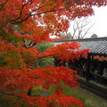 秋遊京都東福寺