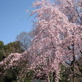 東京六藝園~滿開的枝垂櫻8