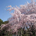 東京六藝園~滿開的枝垂櫻7