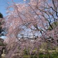 東京六藝園~滿開的枝垂櫻3