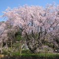 東京和歌庭園~六藝園枝垂櫻滿開 