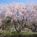 東京六藝園~滿開的枝垂櫻1