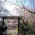 東京六藝園中庭竹門