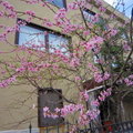 加納卡利Iris飯店旁櫻花盛開
