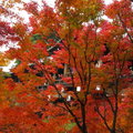 秋遊京都東福寺