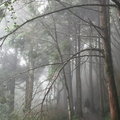 太平山見晴步道