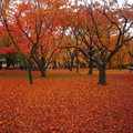 秋遊京都東福寺