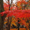 秋遊京都東福寺