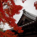 秋遊京都東福寺