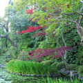 京都平安神宮~庭園7
