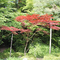 京都平安神宮~庭園4