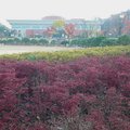 漢陽大學秋景 6