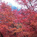 韓國雪嶽山楓紅23