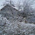 Altmuenster的樹兒開滿ㄌ雪花