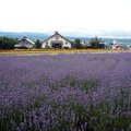 北海道富田農場~富良野最亮麗的薰衣草花田 