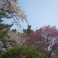 帝皇山公園賞櫻42